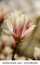 Beautiful flowering magnolia - flowering tree - early spring - selective focus