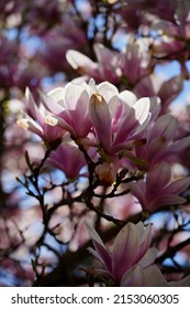 Beautiful flowering magnolia - flowering tree - early spring - selective focus