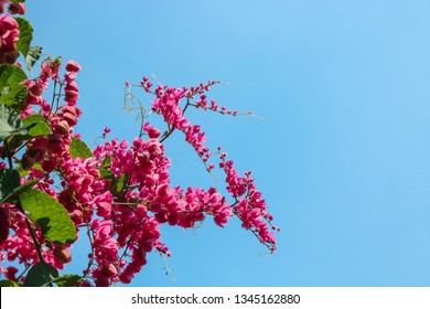 Beautiful flowering pink Coral Vine or Mexican creeper with blue sky. Close up pink flower ivy plant with worker bee.