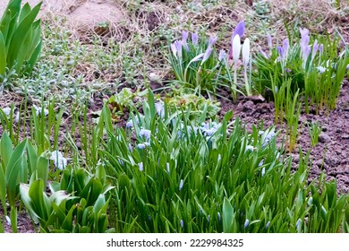 beautiful flowering plants white scilla sect, chionodoxa in the spring evening city flower bed near the house. background for designer, artist, screensaver, desktop, wallpaper - Shutterstock ID 2229984325