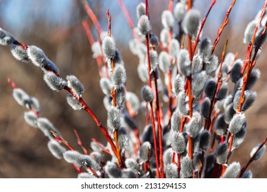 Beautiful flowering pussy willow bunch with fluffy catkins in sunny spring day.