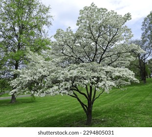  beautiful flowering  white dogwood tree  in spring in  the public gardens of  bellefontaine cemetery  in north st. louis, missouri - Powered by Shutterstock