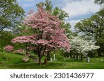 beautiful flowering  white and pink dogwood flowers  in spring in  the public gardens of  bellefontaine cemetery  in north st. louis, missouri