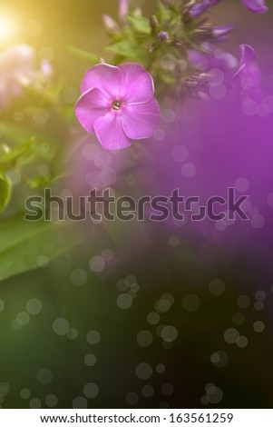 Similar – Image, Stock Photo Show Spring Flower Broken