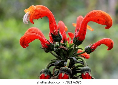 Beautiful Flowers In The Amazon Forest, Ecuador