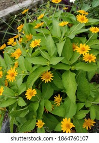 the beautiful flowers around the garden - Shutterstock ID 1864760107