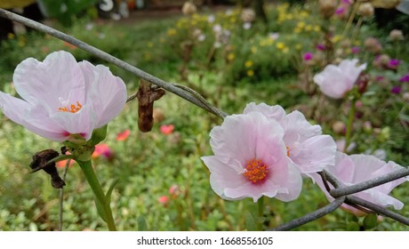 Beautiful Flowers In Basilan Province Philippines