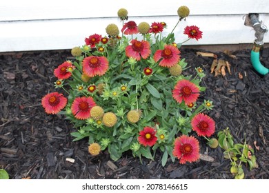 Beautiful Flowers In A Black Mulch Garden