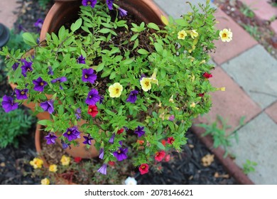 Beautiful Flowers In A Black Mulch Garden