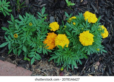 Beautiful Flowers In A Black Mulch Garden