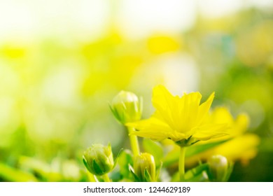 Beautiful Yellow Tulips Light Reflect Morning Stock Photo (Edit Now ...