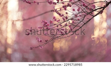 Similar – Der Frühling ist rosa. II