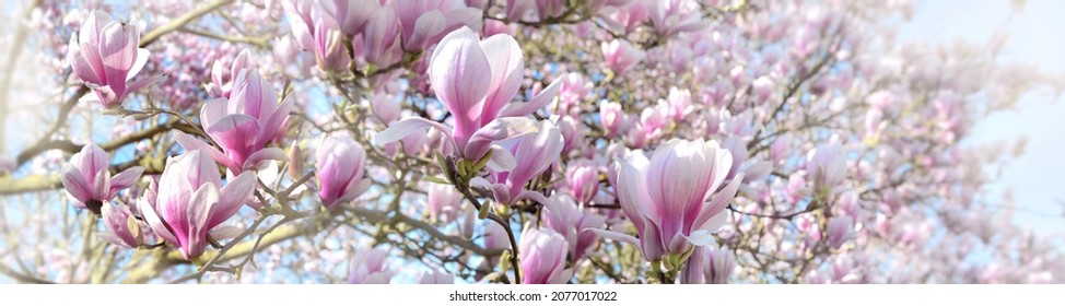 beautiful flowers blooming of a magnolia tree in  sprintime in panoramic view 