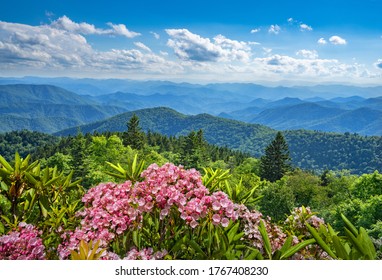 Beautiful Flowers Blooming In The 
Mountains. A Panoramic View Of The Smoky Mountains From The Blue Ridge Parkway .Summer Mountain Landscape. Near Asheville ,Blue Ridge Mountains, North Carolina, USA.