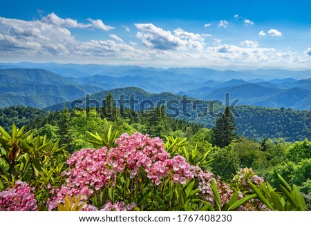 Beautiful flowers blooming in the 
mountains. A panoramic view of the Smoky Mountains from the Blue Ridge Parkway .Summer mountain landscape. Near Asheville ,Blue Ridge Mountains, North Carolina, USA.