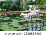 beautiful flowers of blue water lily, also called blue lotus

