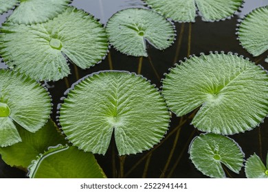 beautiful flowers of blue water lily, also called blue lotus, water lilies, water leaves, nature stock photos, floral - Powered by Shutterstock