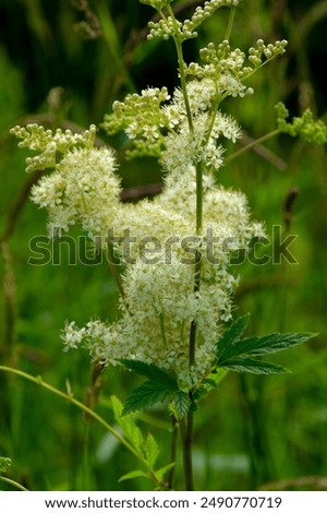 beautiful flowers buried in the greenery of the garden