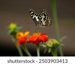 Beautiful flowers with butterfly sony a7iv sony 200-600mm g oss
