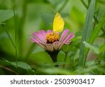 Beautiful flowers with butterfly sony a7iv sony 200-600mm g oss
