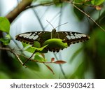 Beautiful flowers with butterfly sony a7iv sony 200-600mm g oss
