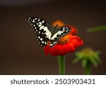 Beautiful flowers with butterfly sony a7iv sony 200-600mm g oss
