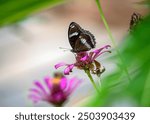 Beautiful flowers with butterfly sony a7iv sony 200-600mm g oss
