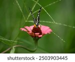 Beautiful flowers with butterfly sony a7iv sony 200-600mm g oss
