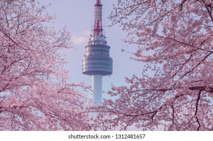 Beautiful Flowers Cherry Blossom Seoul Tower Stock Photo 1312481657 ...