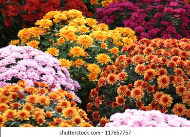 Beautiful flowers of chrysanthemums - Powered by Shutterstock