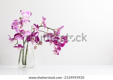 Beautiful flowers composition. Bouquet of pink orchids in vase on  table, pink orchid flower on white background. Concept Valentines Day, Happy Women's Day, March 8. 