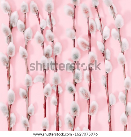 Beautiful flowers composition. Spring background. Branches of willows on  pastel pink background. Valentines Day, Easter, Happy Women's Day, Mother's day.  Flat lay, top view, copy space
