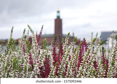 Beautiful flowers of Erica Calluna on the Stockholm shore, Sweden