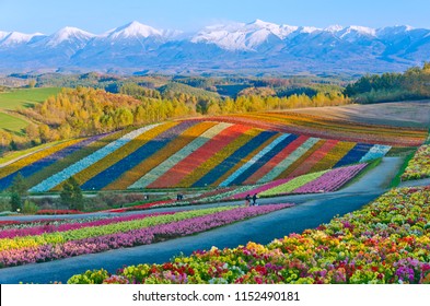 Beautiful Flowers Farm Colorful Hill Biei Stock Photo 1152490181 ...