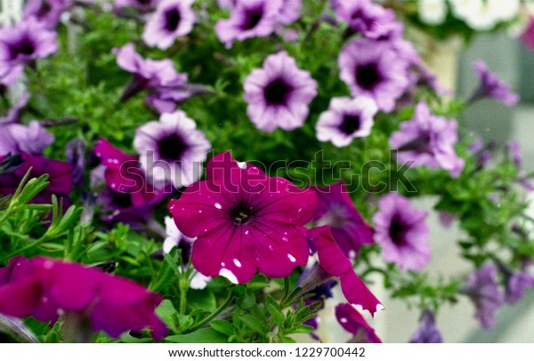 Beautiful flowers in a flower bed, street flower\
bed, Moscow, summer.