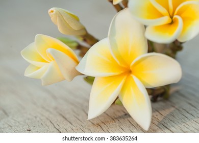 Beautiful flowers frangipani (plumeria)