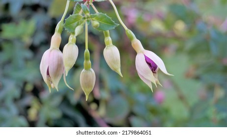 Beautiful Flowers Of Fuchsia Magellanica Also Known As Hardy Fuchsia. Flowering Plant In Evening Primrose Family Onagraceae. Ornamental Garden Plant.