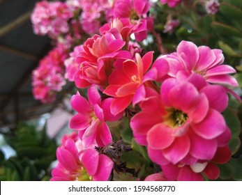 Beautiful flowers in the garden - Shutterstock ID 1594568770