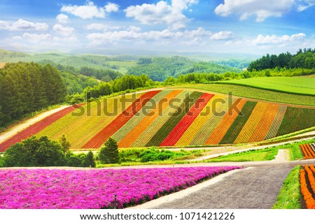beautiful flowers garden colorful hill at Biei, Hokkaido in japan