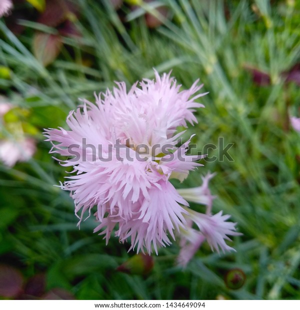 Beautiful Flowers Garden Cottage Pinkdianthus Plumarius Stock