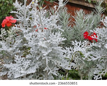 Beautiful flowers at garden at gokul krishna temple uk - Shutterstock ID 2366553851