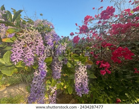 beautiful flowers in the garden in Muscat city in Oman