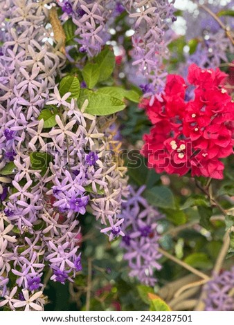 beautiful flowers in the garden in Muscat city in Oman