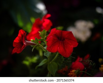 Beautiful Flowers At The Garden Road Church's Community Garden In Calgary, Alberta