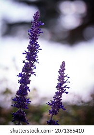 Beautiful Flowers At The Garden Road Church's Community Garden In Calgary, Alberta