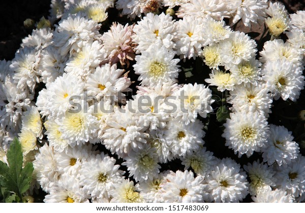 Beautiful Flowers Golden Daisy Flowers Garden Stock Photo Edit