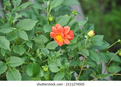 Beautiful flowers grow among the grass - Shutterstock ID 2111274503