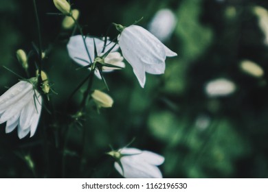 Beautiful flowers in Iceland - Shutterstock ID 1162196530