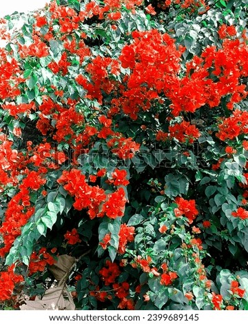Beautiful Flowers Image #flowers #red flowers #beautifulflower