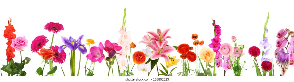 Beautiful flowers isolated on white - Powered by Shutterstock